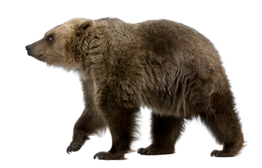 Brown Bear, 8 years old, walking in front of white background.