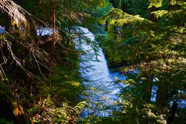 istock The Rare Willamette National Forest 1193422407