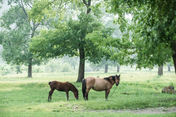 istock A horse and foal 1193423237