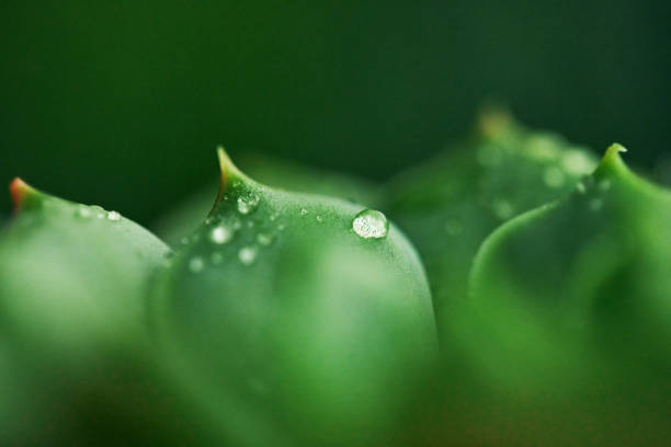 suculenta deixa o fundo com gotas do orvalho - leaf defocused dew focus on foreground - fotografias e filmes do acervo