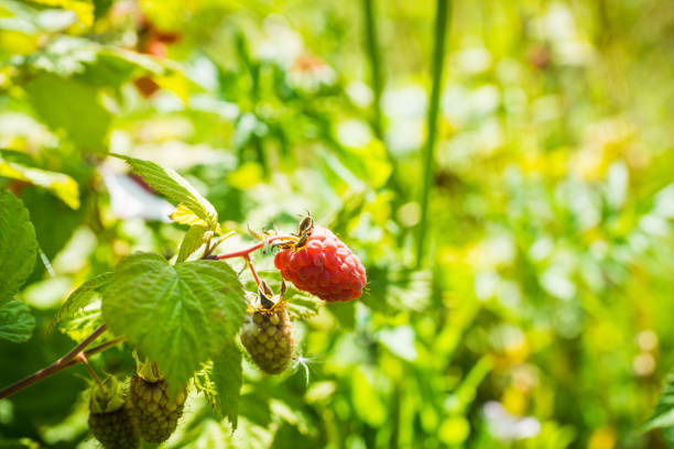 Branch with ripe raspberry in the garden. Selective focus. Shallow depth of field.