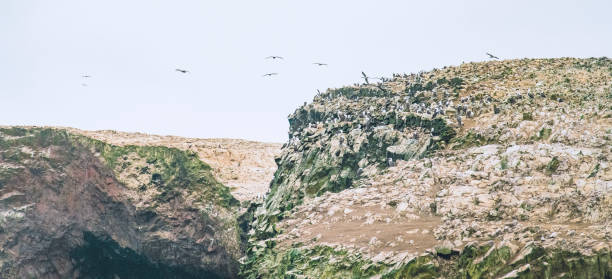 istock Ballestas Islands National Reserve in Peru 1193426647
