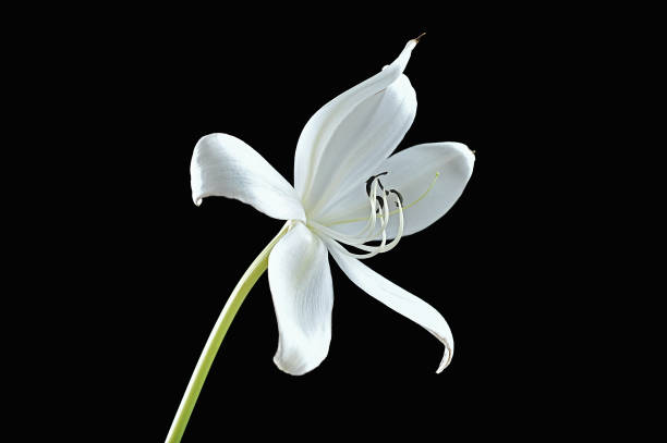 istock Crinum lily on the black 1193426681