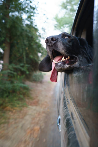 black dog with head out of moving car window tongue out stock photo