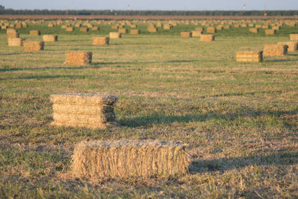 Stacked alfalfa bales in a field