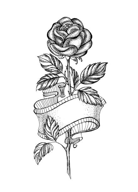 ilustrações, clipart, desenhos animados e ícones de esboço de rosa com fita - craft ribbon flower black