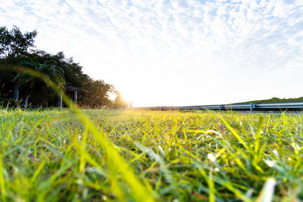 Green grass field and trees in roadside.