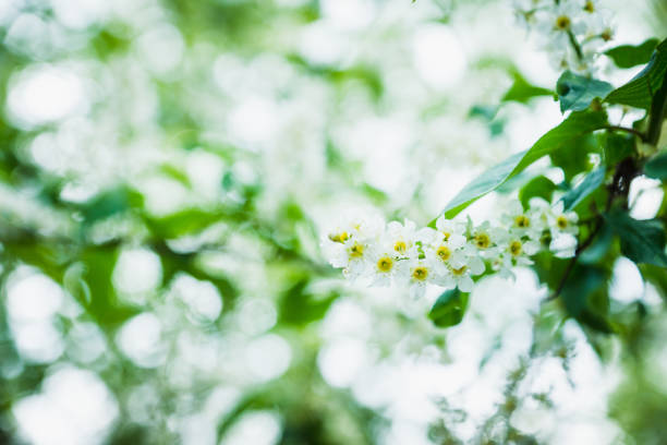 Blooming bird cherry tree in the garden. Selective focus.