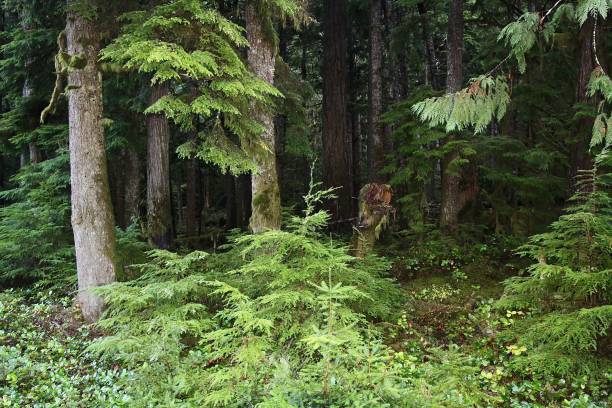 istock At The Edge Of The Deep Dark Forest 1193430887