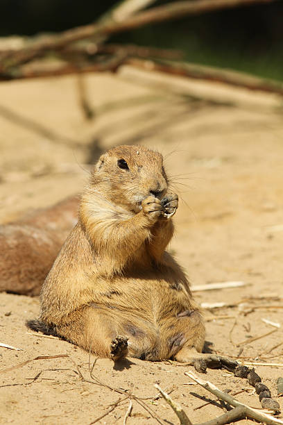 istock Prairie dog sitting and eating 119343147