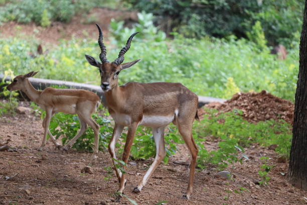 istock adult male impala 1193431801