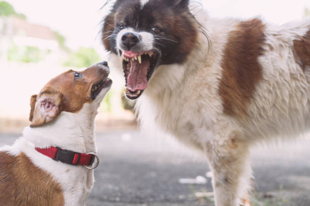 istock Two dogs barking and threaten each other with open mouth 1193432491