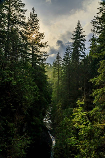 istock Pine trees on a mountainside in Lynn Canyon Park forest with the sun peeking through on a cloudy day in Vancouver Canada 1193432749