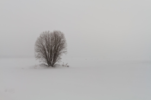 A willow is standing on the snowy fields of the rural Finland. The blizzard is raging around the bush.