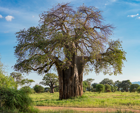 Baobab Tree or Tree of Life in Tanzania on a cloudy day