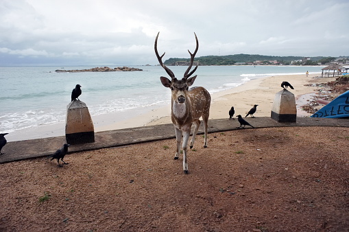 A spotted deer stands among black crows on the background of the Indian Ocean coast in Trincomalee. Sri Lanka.