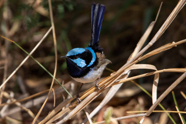 istock Male Superb Fairy-wren 1193442701