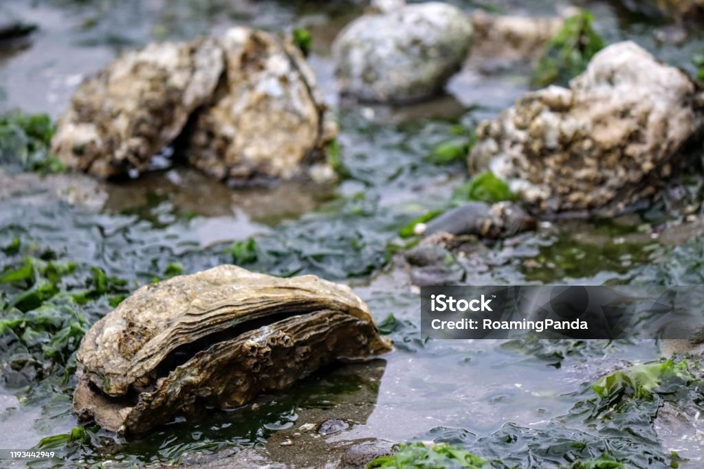 Hood Canal Oysters Oyster beds exposed during low tide at Hood Canal Washington Oyster Stock Photo