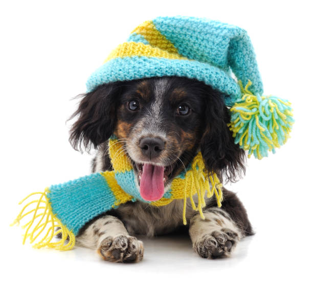 Dog in a cap and scarf.