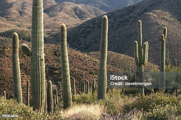 Desertmotiv Stockfoto und mehr Bilder von Arizona - Arizona, Ausgedörrt, Berg