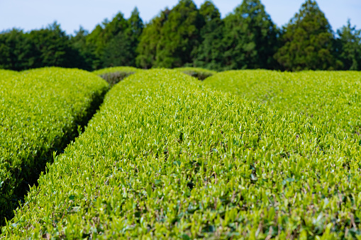 Beautiful Japanese tea plantation