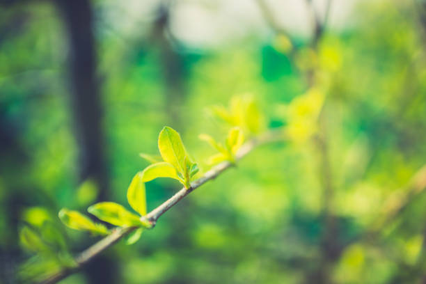 istock New leaves on wild aplle tree in the garden 1193450667
