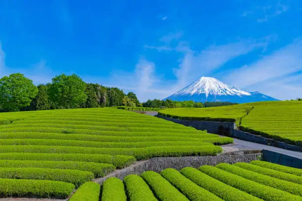 Mt. Fuji and tea plantation