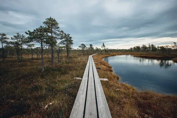 Photo of The Landscape Around The Great Bog Trail of Kemeri National Park, Latvia