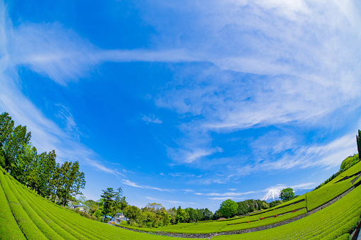 Beautiful Japanese tea plantation