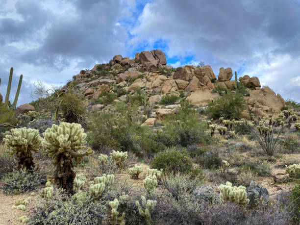 istock Saguaros and Cholla cactus with desert mountain background, Arizona 1193451857