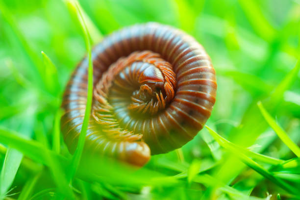 Close-up round millipede on green grass blurred green background.