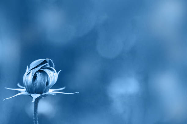 Blooming flower in nature classic blue color. Delicate flower with copy space. Selective focus