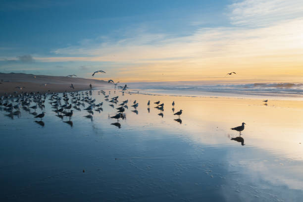 istock Tropical beach sunset and flock of birds 1193455219
