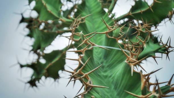 istock Beautiful cactus, closeup view 1193455831