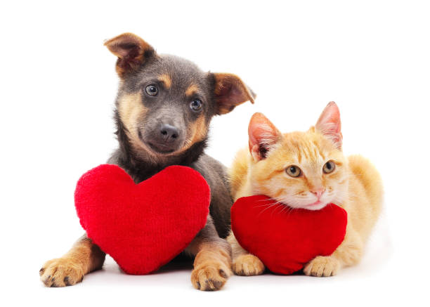 istock Cat and dog with a toy heart. 1193457887