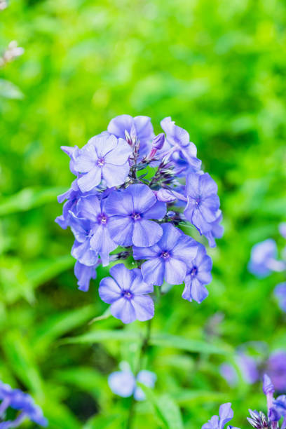istock Blooming phlox in the garden 1193459711