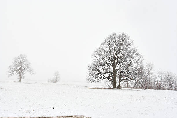istock snowy winter landscape with tree 119346006