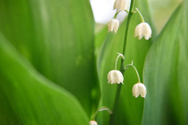 istock White bellflower with leafs in spring. Close-up outdoor look under the sunlight. 1193461216