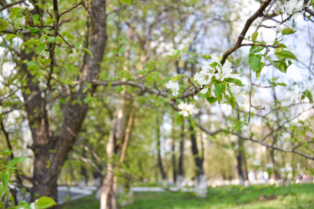 Blooming wild apple tree in the public park on a sunny day