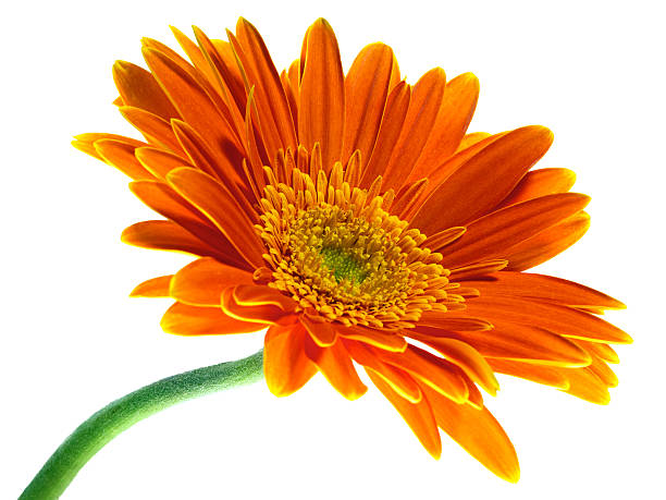 orange gerbera isolated on white background stock photo