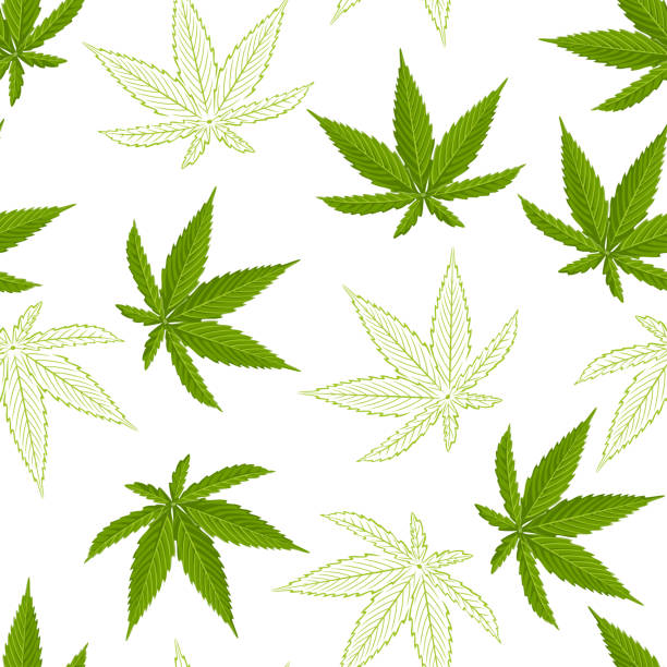 illustrazioni stock, clip art, cartoni animati e icone di tendenza di motivo senza cuciture con foglie di canapa isolate su sfondo bianco. illustrazione vettoriale di una foglia di cannabis verde in stile cartoon flat e schizzo. - uncultivated