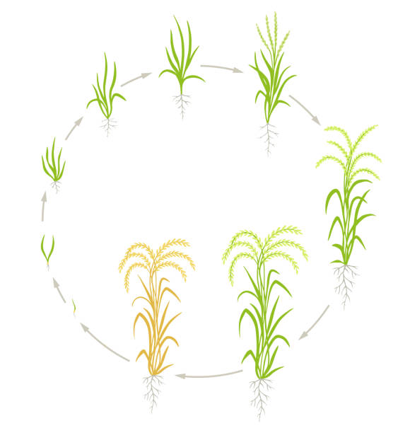 【中古】The Growing Rice Plant [英語版] 中古】The Growing Rice Plant [英語版] 【公式通販】
