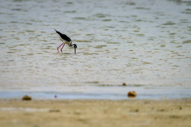 stelzenläufer - himantopus himantopus mexicanus stock-fotos und bilder