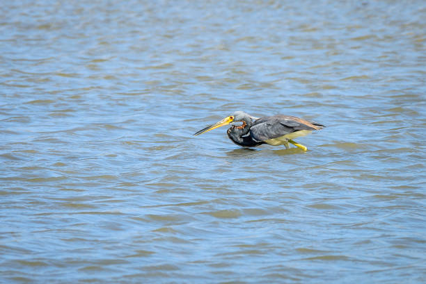 Tricolored Heron hunting A Tricolored Heron (also known as
Louisiana Heron) is hunting for fish in shallow water. This birs is called gran gudjee or garsa barika in Papiamento tricolored heron stock pictures, royalty-free photos & images