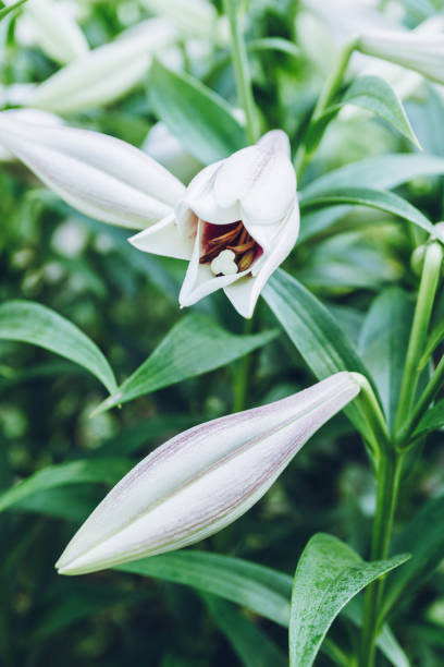 istock Blooming lily flowers on the garden 1193466627