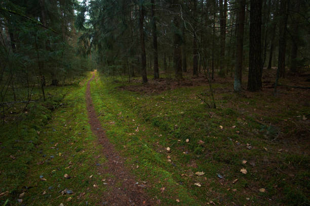 trail out by the woods in autumn spruce forest