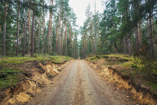 istock Dirt road in autumn forest 1193467116
