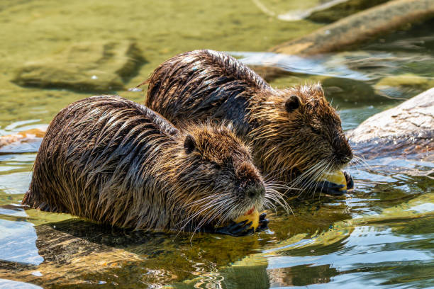 istock Coypu, Myocastor coypus, also known as river rat or nutria 1193469926