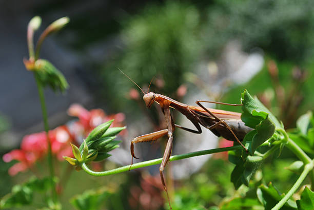 カマキリ ストックフォト