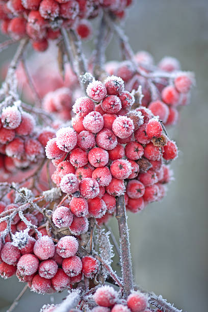 Icy rowan berries stock photo